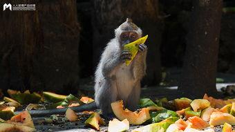 作者正在吃瓜的饕餮