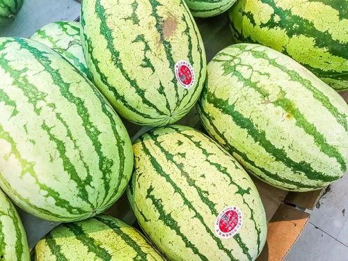 吃瓜只吃瓜尖的视频怎么做,吃瓜达人独门秘籍——瓜尖美味大揭秘