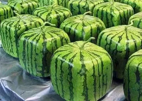 吃瓜由来,揭秘网络时代的围观文化