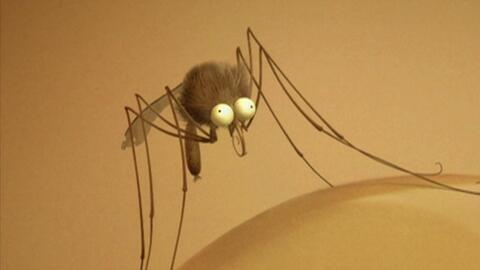 蚊子可以吃瓜吗,蚊子究竟能否享用瓜果盛宴？揭秘蚊子的饮食习惯