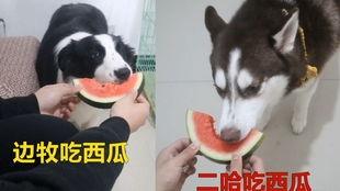 边牧吃瓜,瓜果飘香中的欢乐时光