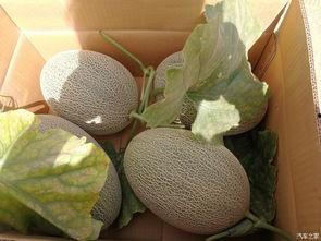 吃沙漠哈密瓜,哈密瓜的甜蜜传奇