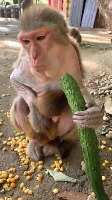 孙猴吃瓜,揭秘猴王美食背后的故事