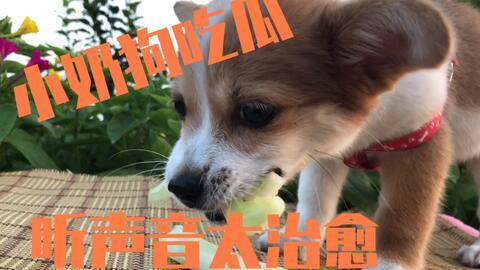 瘸狗吃瓜主人,揭秘网络红人的爆红之路